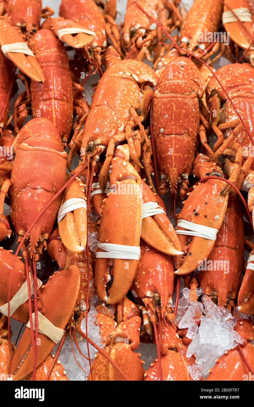 Frische europäische Hummer, Homarus gammarus, mit Krallen durch Gummiband geklemmt im Verkauf auf St Helier Fish Market in Jersey, Channel Isles Stockfoto