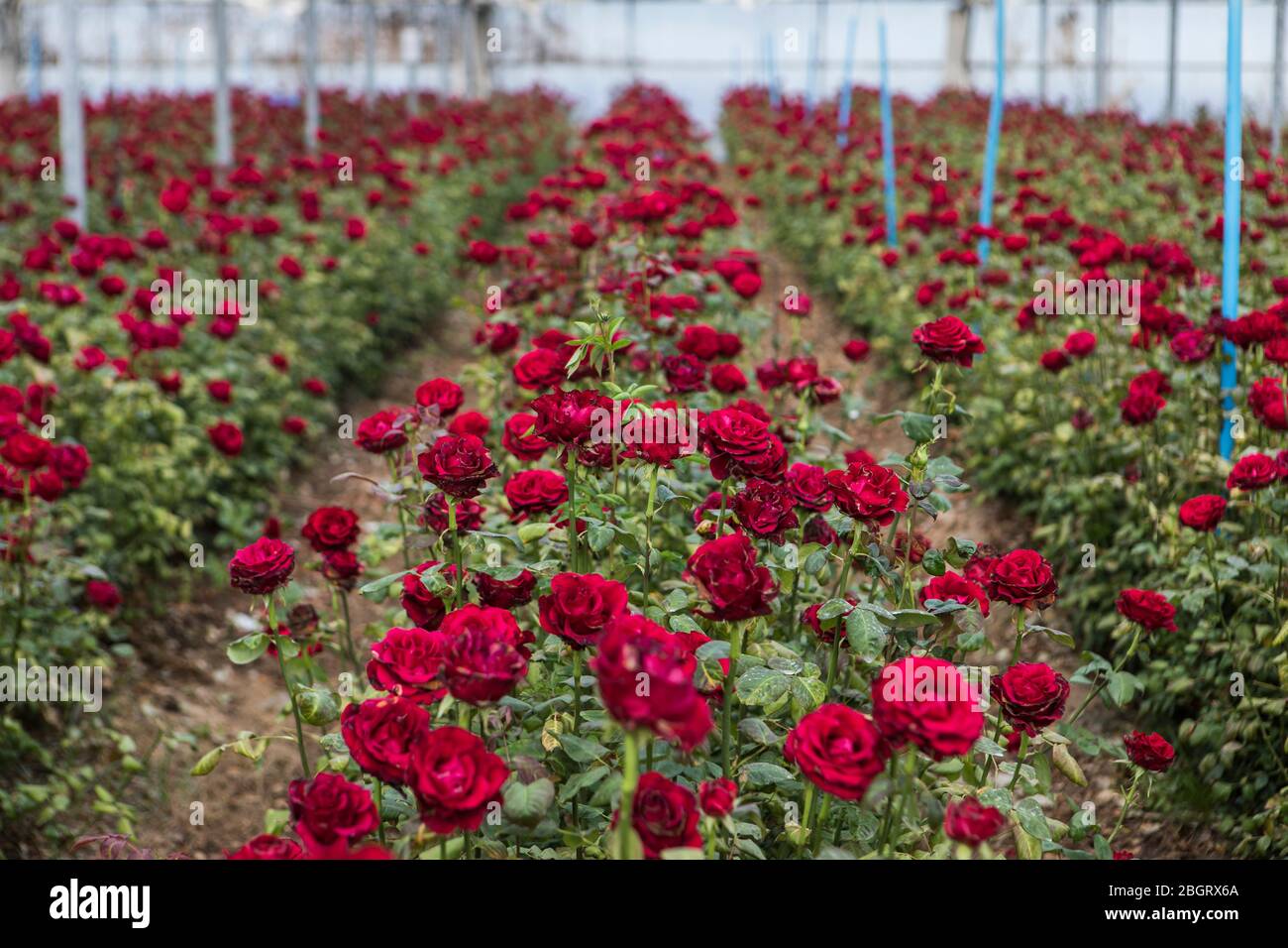Rosen in einem Gewächshaus auf der Plantage gesehen.die Plantage Flors Pons  in Santa Susanna verkaufte letztes Jahr rund 7 Millionen Rosen, aber in  diesem Jahr wird der Umsatz aufgrund der Coronavirus-Krise beeinträchtigt.