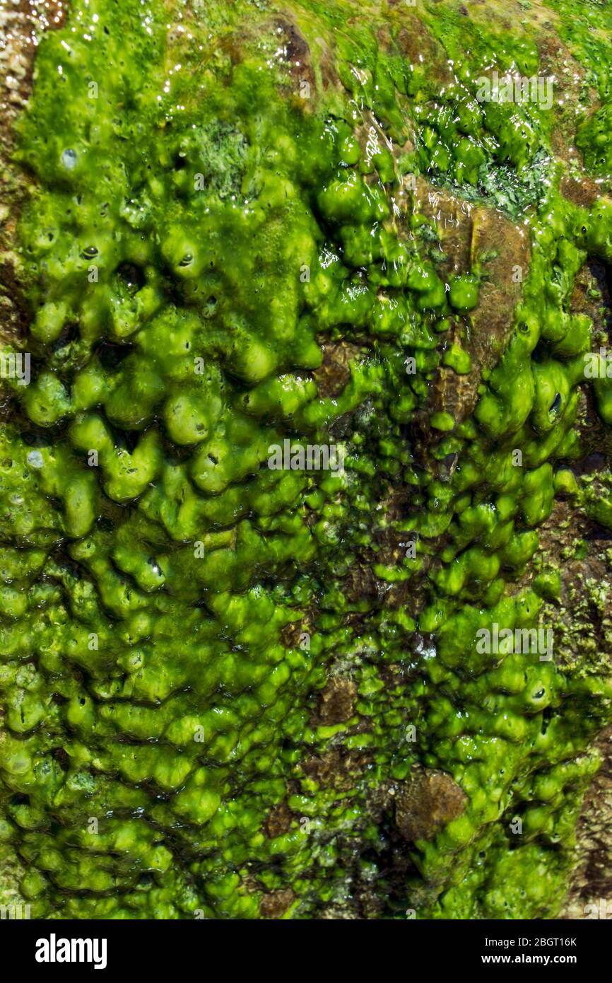 Felsen in der Nähe von Meerwasser, über das Wasser fließt. Die Grünalgen entstanden bei starkem Tageslicht. Stockfoto