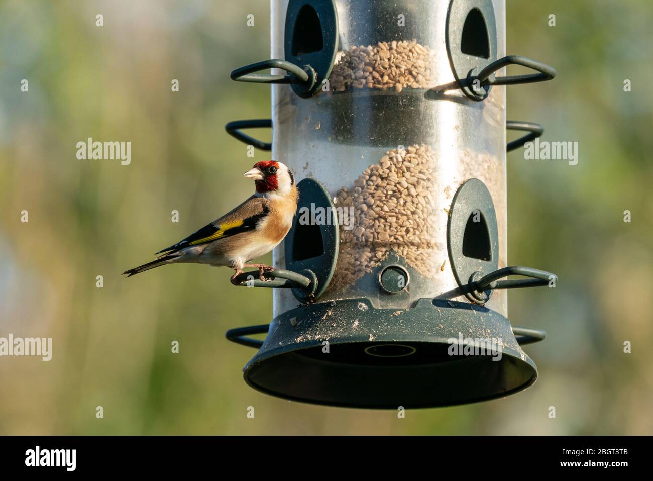 Europäischer Goldfink (Carduelis carduelis) auf einem Futterhäuschen Stockfoto
