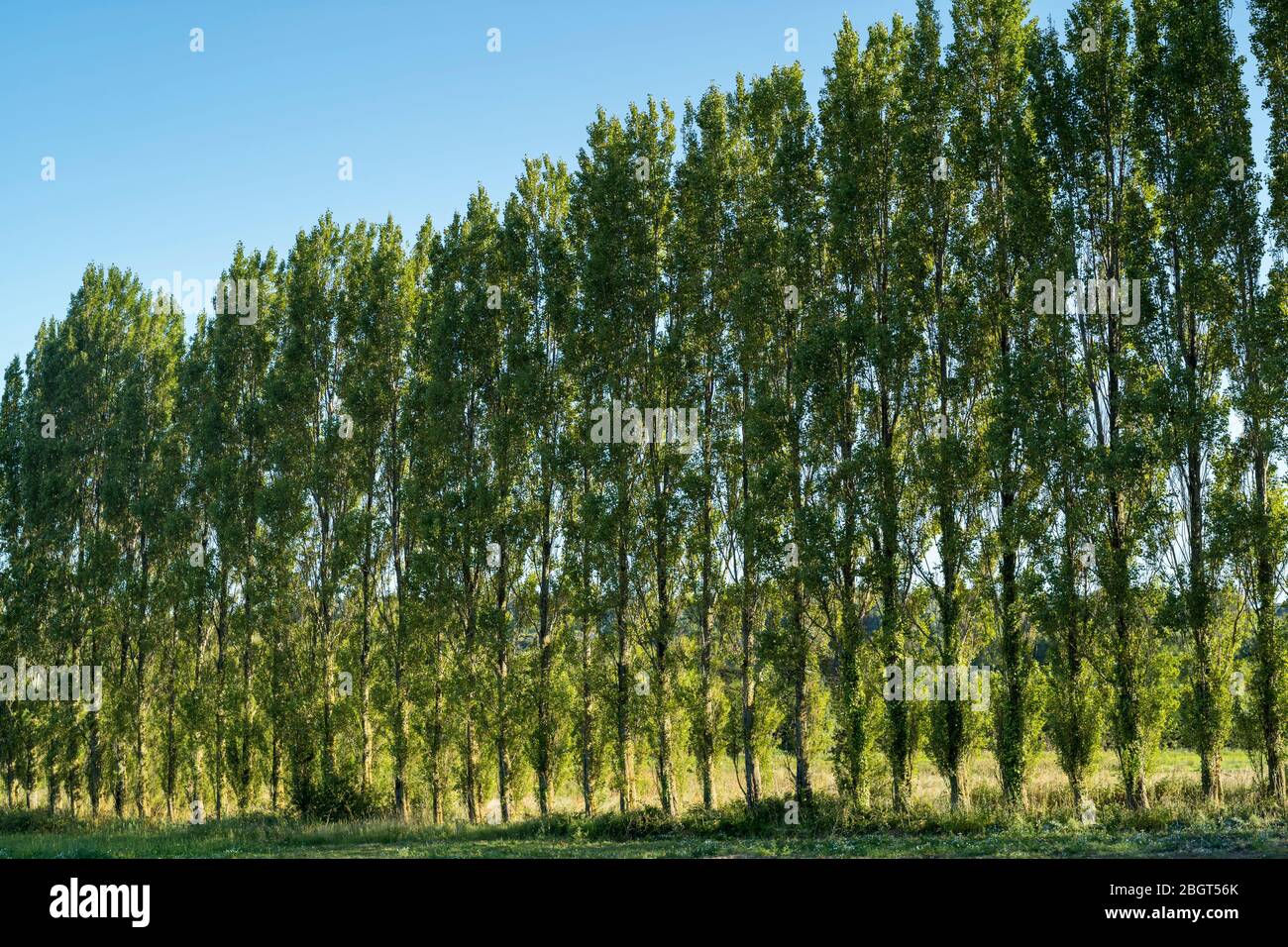 Linie der hohen Pappel, Populus, Bäume in Jersey, Kanalinseln Stockfoto