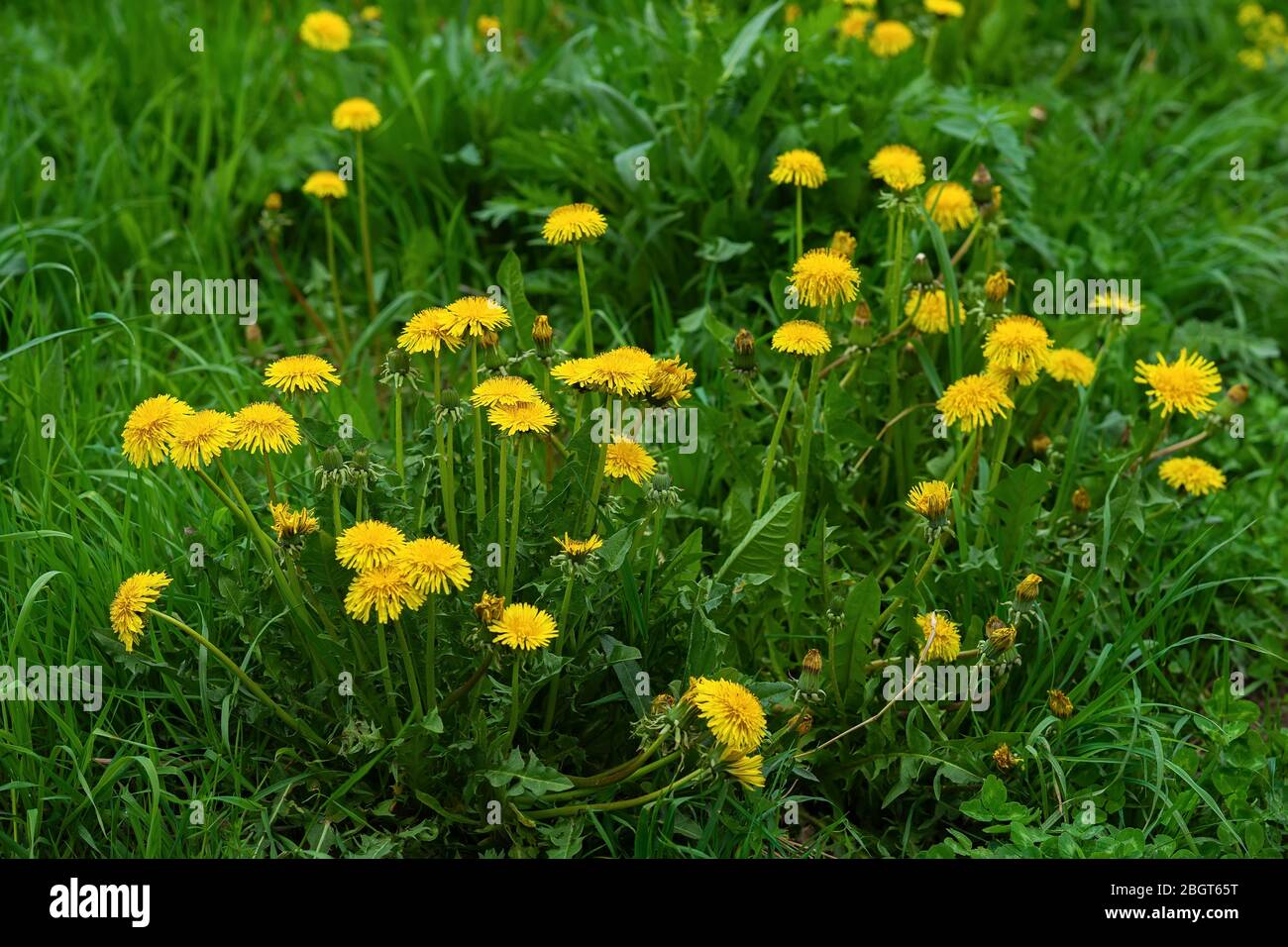 Mai Tag, leuchtend gelbe Löwenzahn in grünem Gras, Frühling Sommer Saison, natürlichen Hintergrund Stockfoto
