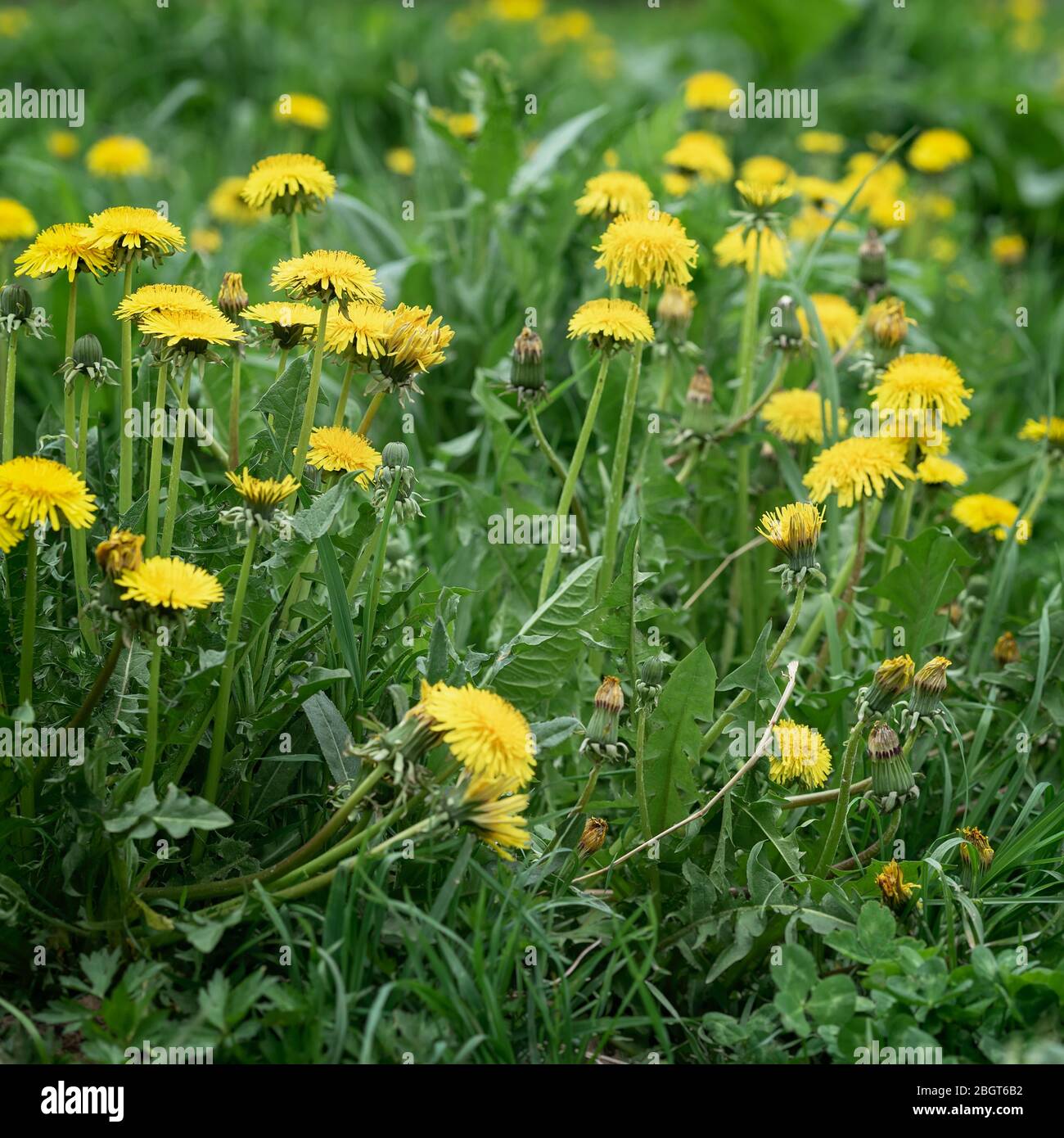 Abstrakt verschwommener Hintergrund der Frühlingsblumen, gelber Löwenzahn in grünem Gras Stockfoto