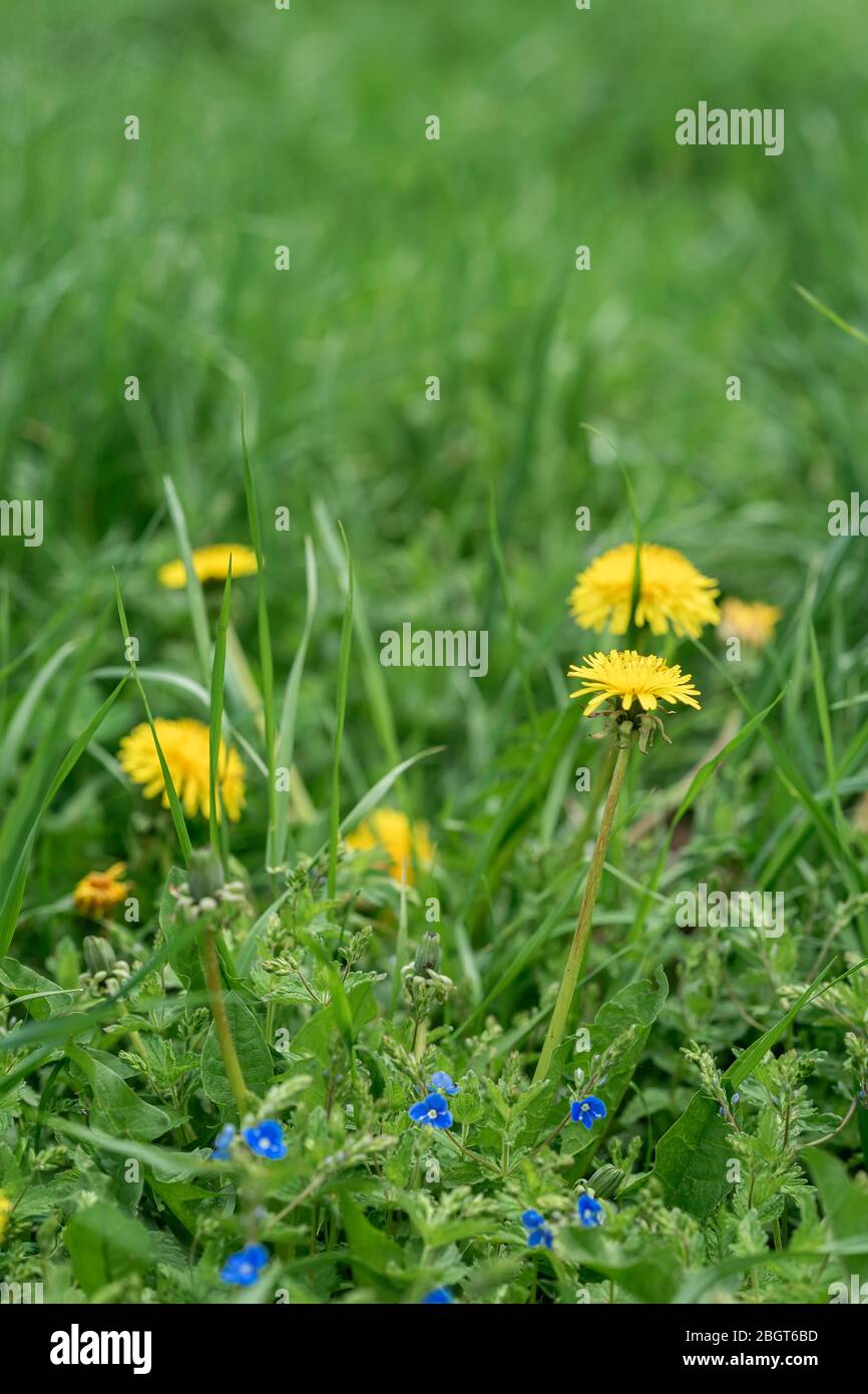 Abstrakt verschwommener Hintergrund von Frühlingsblumen, gelbem Löwenzahn und blauer myosotis in grünem Gras, elektiver Fokus Stockfoto