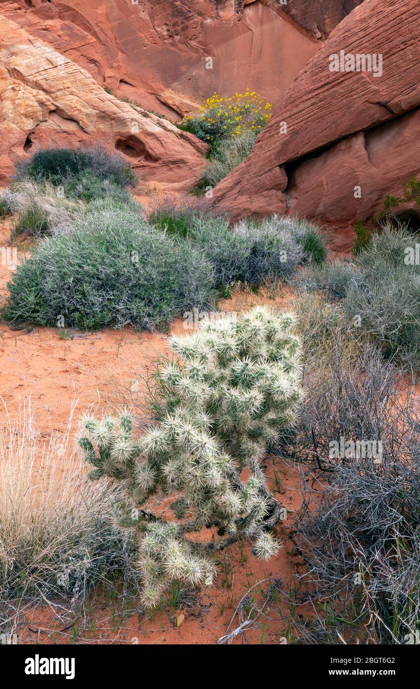 NV00234-00...Nevada - farbenfrohe Felsschichten mit Kakteen und Blumen im Valley Fire State Park. Stockfoto