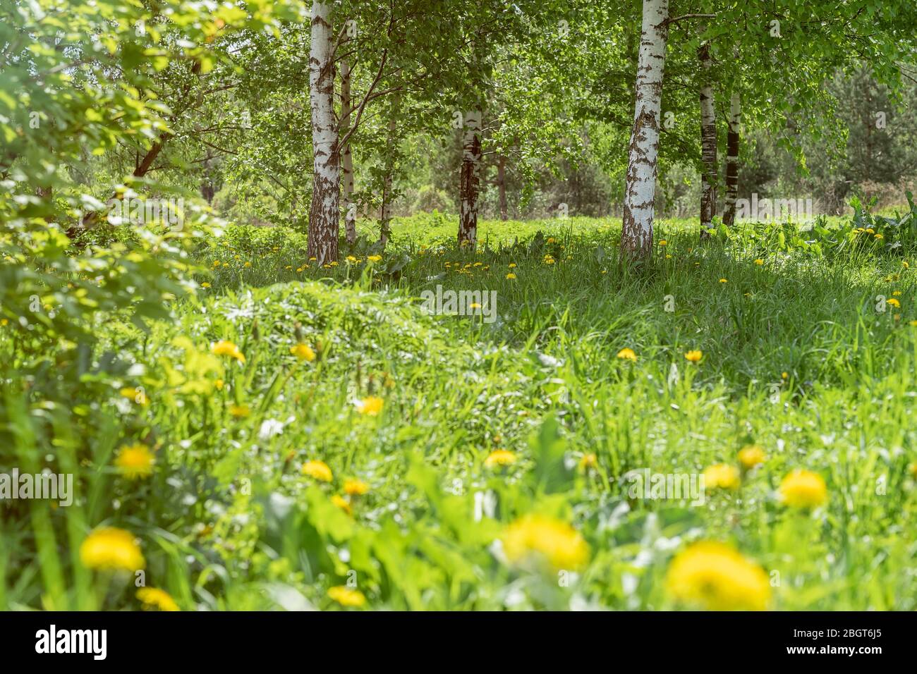Klarer sonniger Tag im Wald mit Birken, blühendem Löwenzahn. Frühling und Sommer, natürlicher Hintergrund Stockfoto