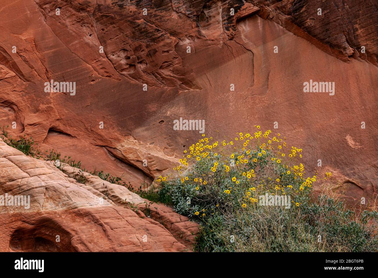 NV00235-00...Nevada - farbenfrohe Felsschichten und Blumen im Valley Fire State Park. Stockfoto