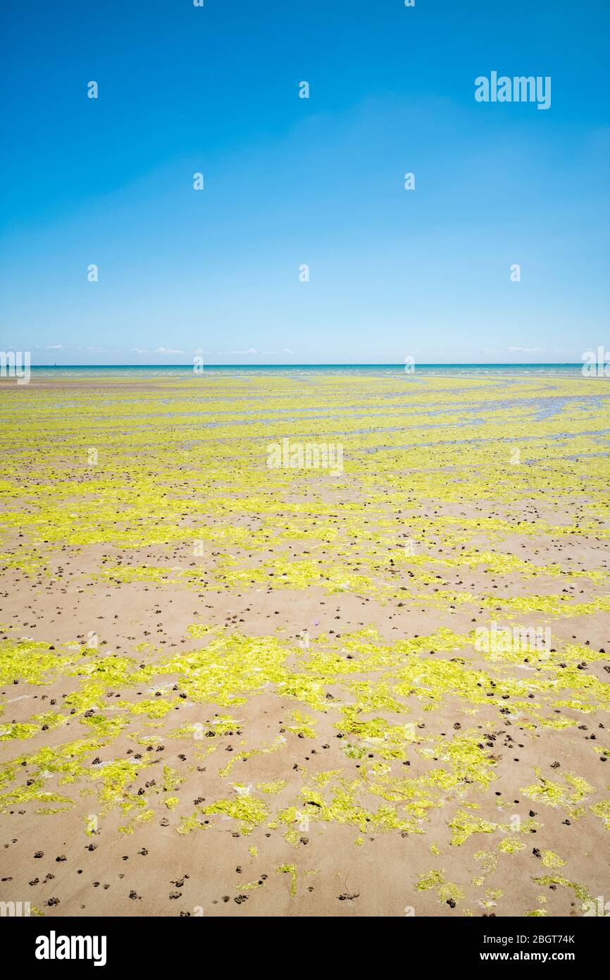 Seetang bildet geometrische kurvige Formen am Sandstrand in St Aubin's Bay, Jersey, Channel Isles Stockfoto
