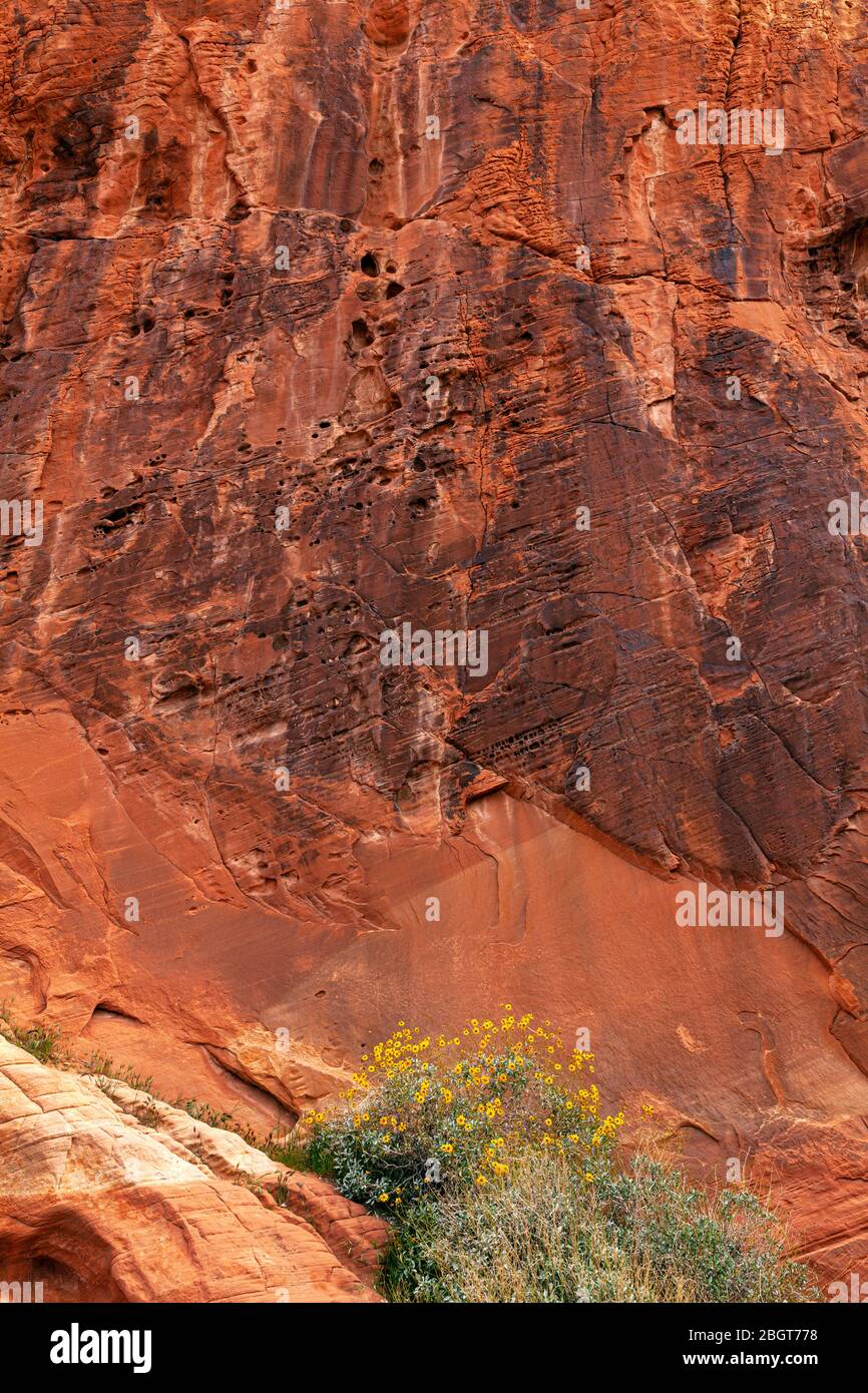 NV00236-00...Nevada - farbenfrohe Felswand und Blumen im Valley of Fire State Park. Stockfoto