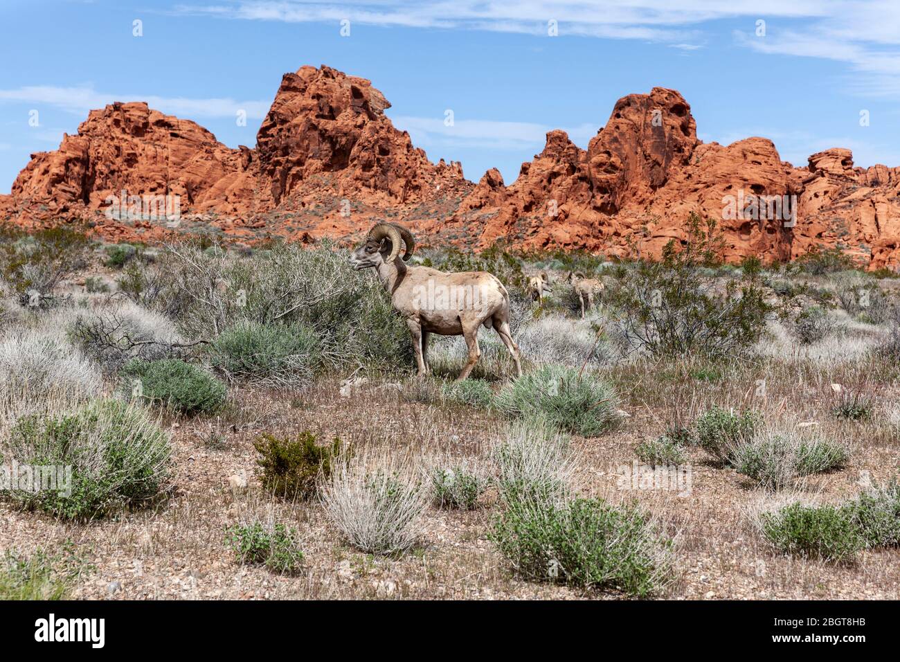 NV00243-00...Nevada - Mountain Sheep in Valley of Fire State Park. Stockfoto