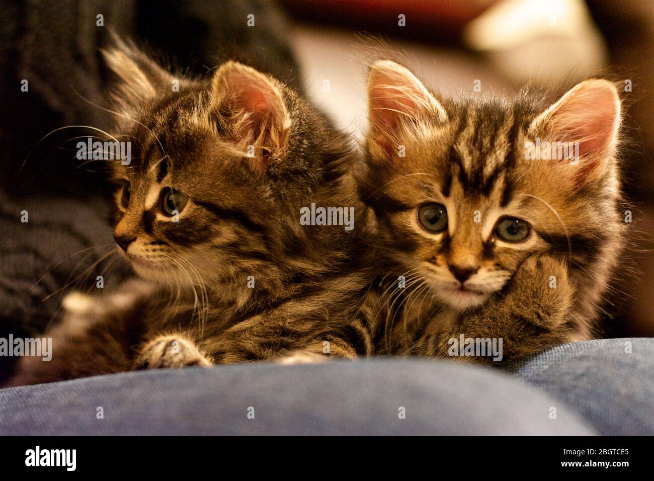 'Double Trouble' zwei niedliche, gestromte Kätzchen auf einem Schoß. November 2013 Stockfoto