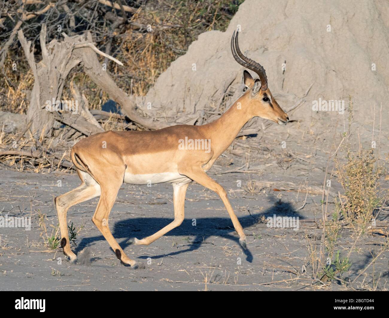 Ein adulter gemeiner Impala, Aepyceros melampus, im Okavango Delta, Botswana, Südafrika Stockfoto