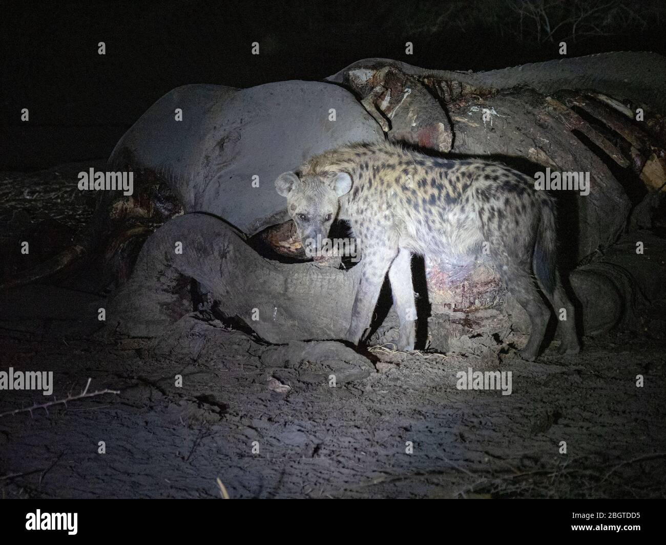 Gefleckte Hyäne, Crocuta crocuta, die sich auf dem Leichnam eines toten Elefanten im Okavango-Delta in Botswana ernährt. Stockfoto