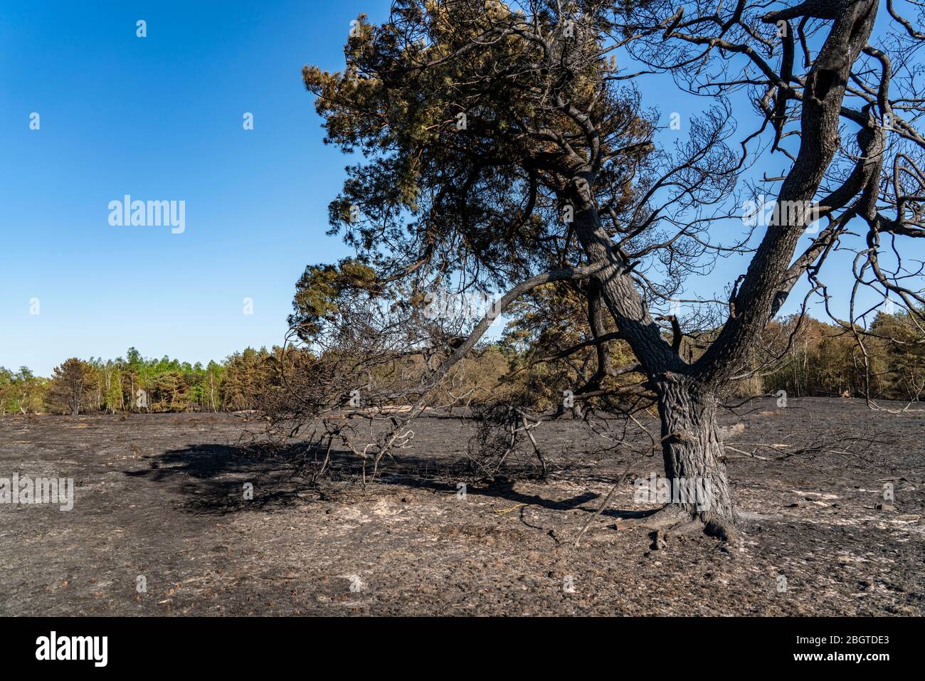 Folgen eines Waldbrands im niederländisch-deutschen Grenzgebiet bei NiederkrŸchten-Elmpt, im Naturschutzgebiet 'De Meinweg', Niederlande, Stockfoto