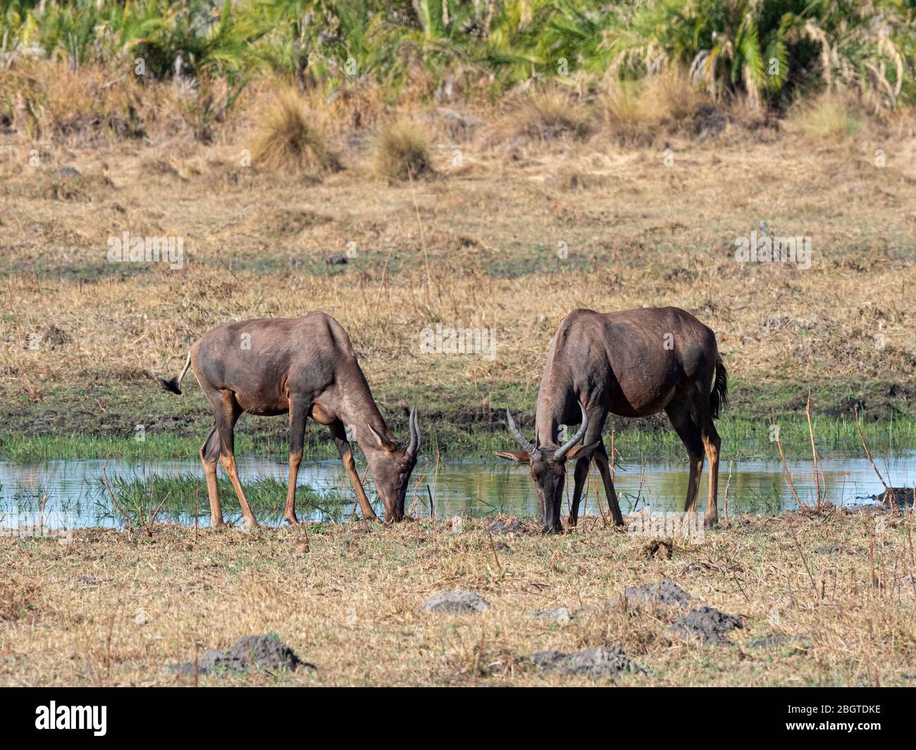 Erwachsene Zessebe, Damaliscus lunatus, grasen im Okavango Delta, Botswana, Südafrika. Stockfoto