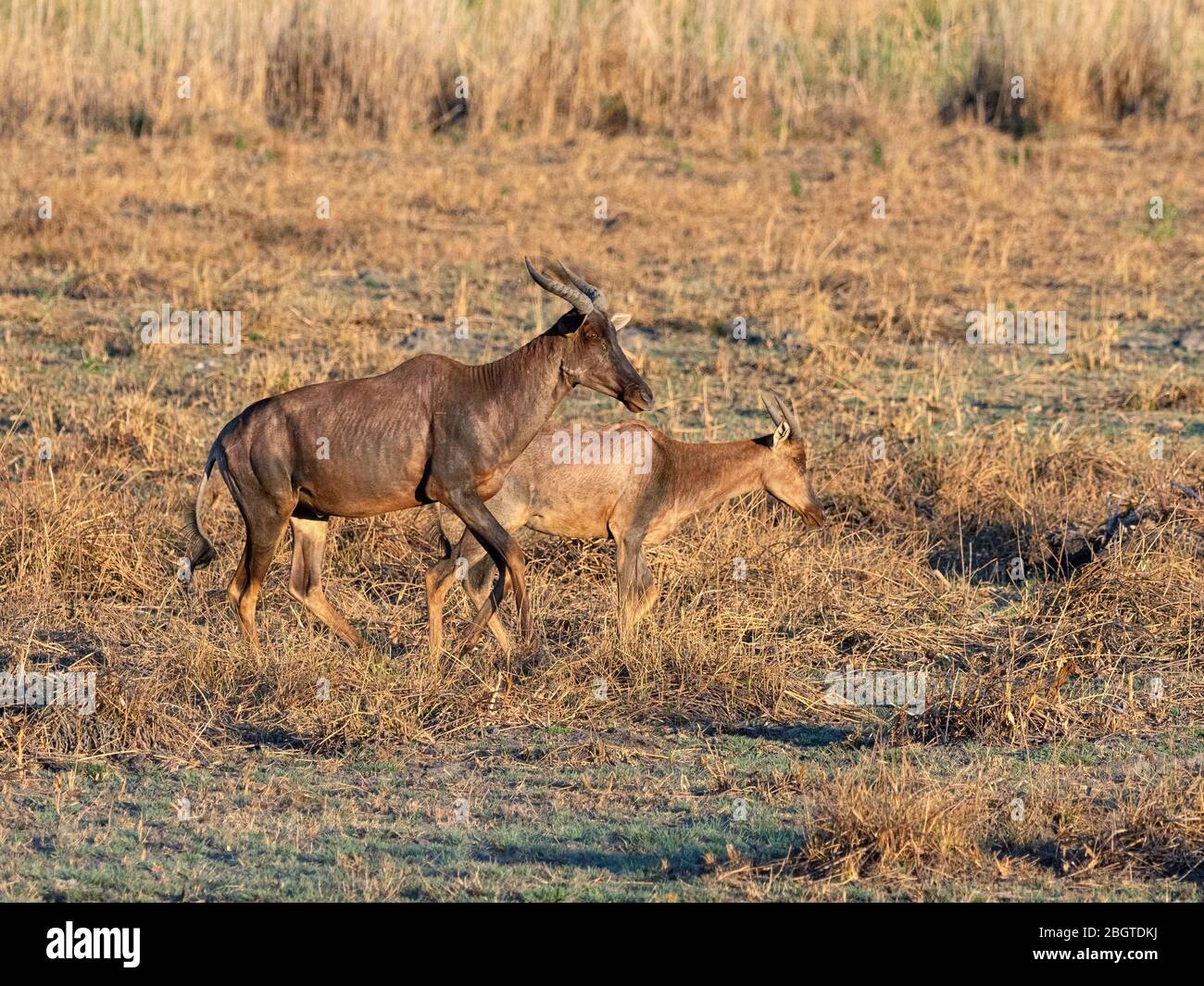 Erwachsene Zessebe, Damaliscus lunatus, im Okavango Delta, Botswana, Südafrika. Stockfoto