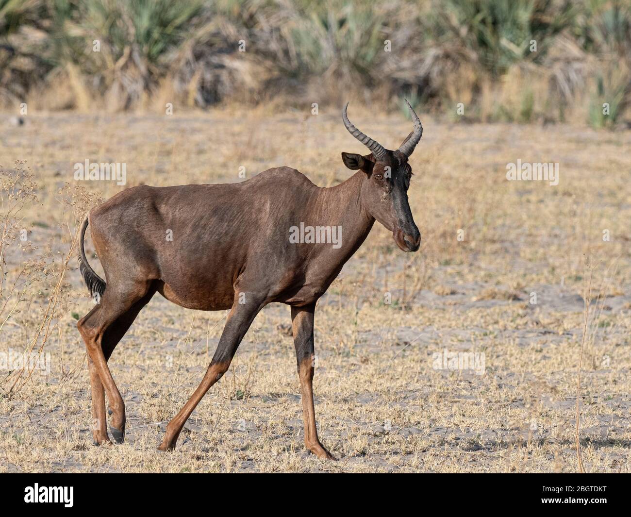 Erwachsene Zessebe, Damaliscus lunatus, im Okavango Delta, Botswana, Südafrika. Stockfoto