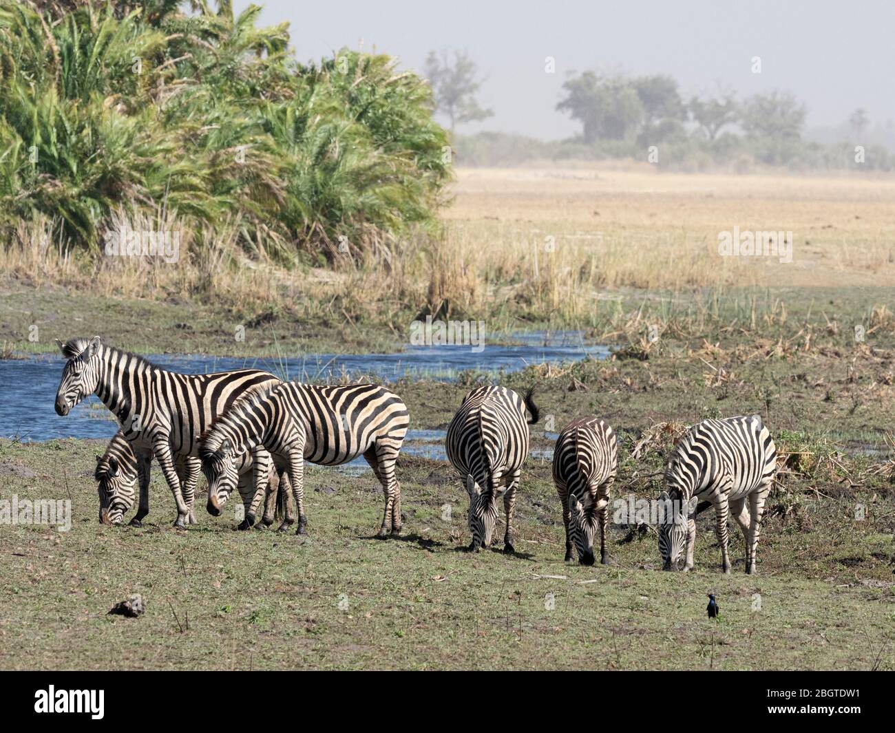 Zebra, Equus quagga burchellii, im Okavango Delta, Botswana, Südafrika. Stockfoto