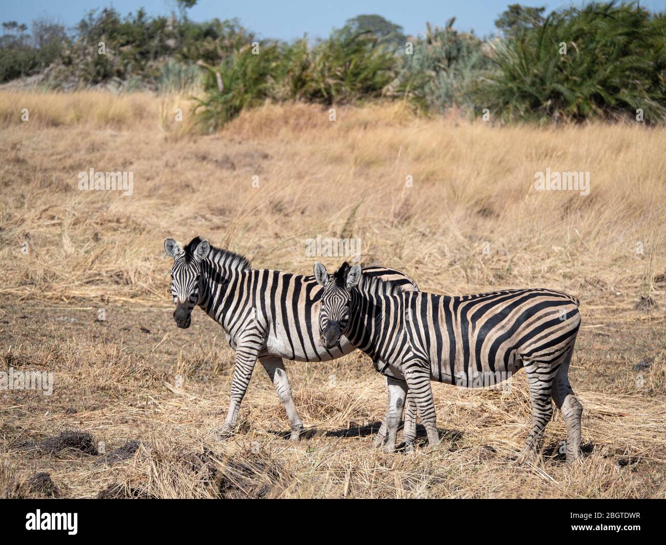 Zebra, Equus quagga burchellii, im Okavango Delta, Botswana. Stockfoto