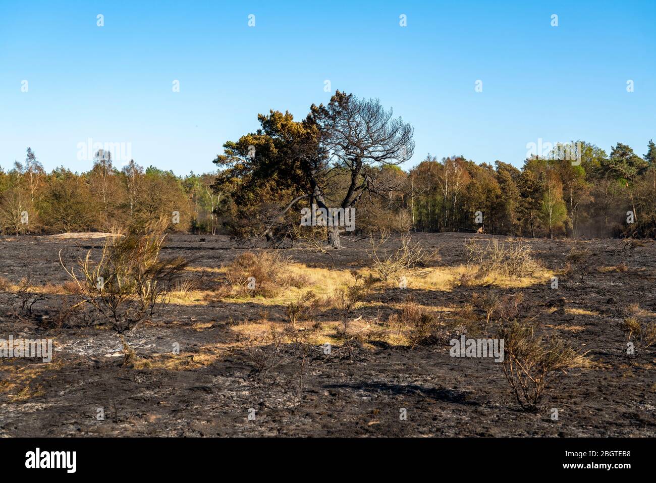 Folgen eines Waldbrands im niederländisch-deutschen Grenzgebiet bei NiederkrŸchten-Elmpt, im Naturschutzgebiet 'De Meinweg', Niederlande, Stockfoto