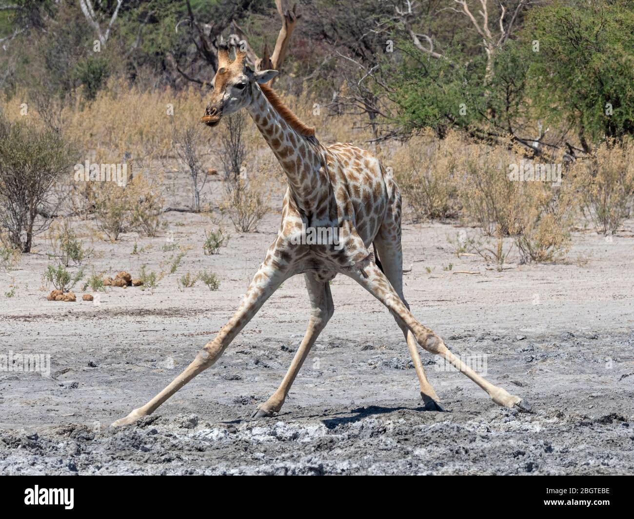 Eine Erwachsene südliche Giraffe, Giraffa camelopardalis, trinkt an einem Wasserloch im Okavango Delta, Botswana, Südafrika. Stockfoto