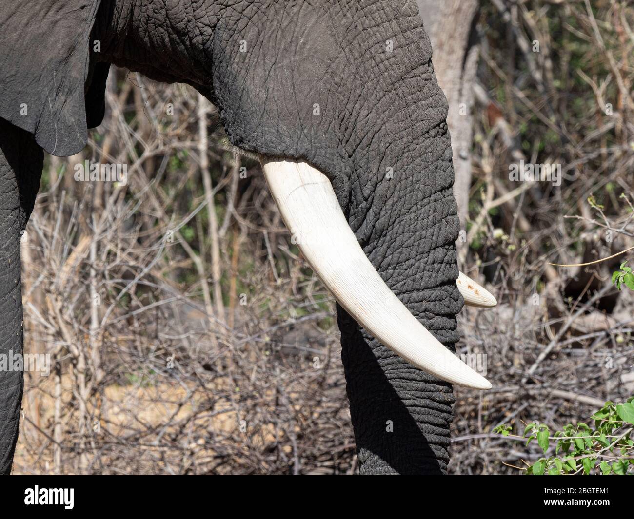 African Elephant, Loxodonta africana, Tusk Detail in Chobe National Park, Botswana, Südafrika. Stockfoto