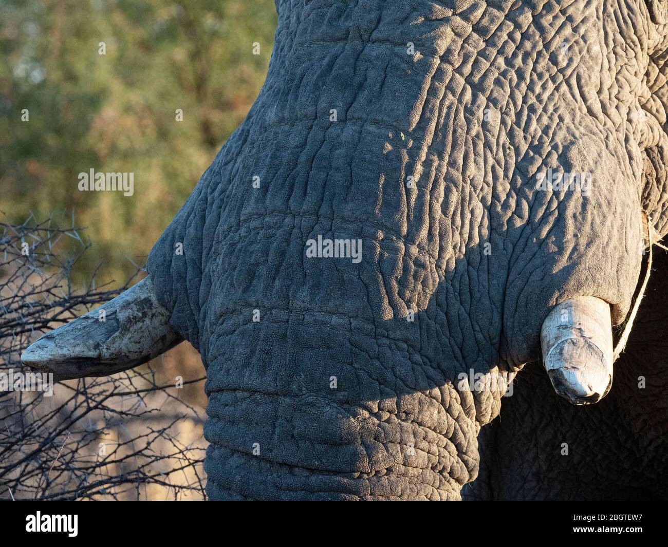 African Elephant, Loxodonta africana, Tusk Detail in Chobe National Park, Botswana, Südafrika. Stockfoto