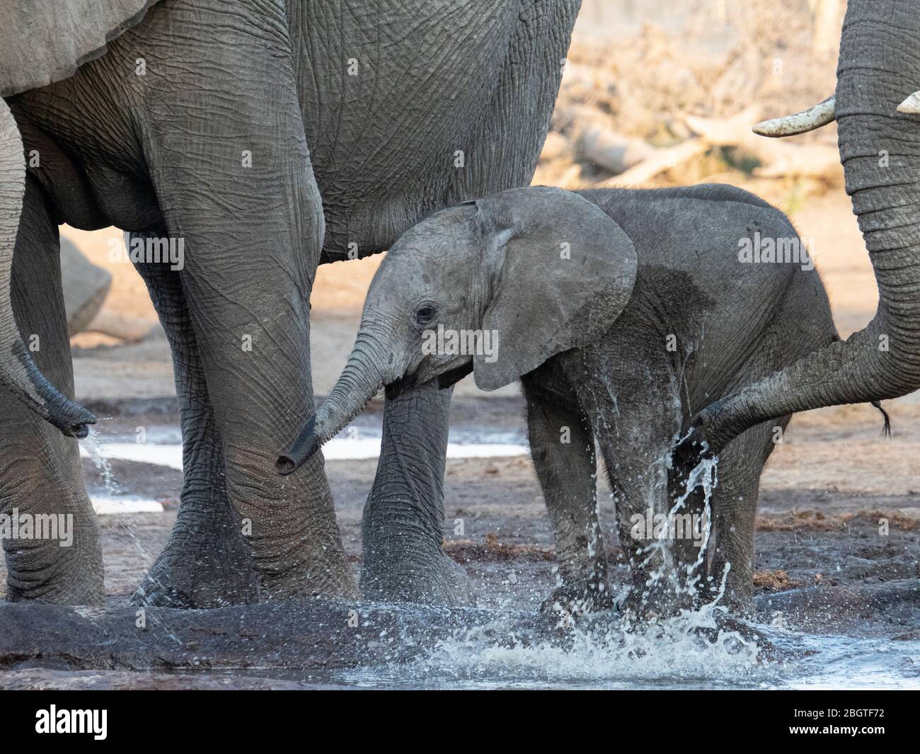 Afrikanische Elefanten, Loxodonta africana, Kalbstrinken an einem Wasserloch im Okavango Delta, Botswana, Südafrika. Stockfoto
