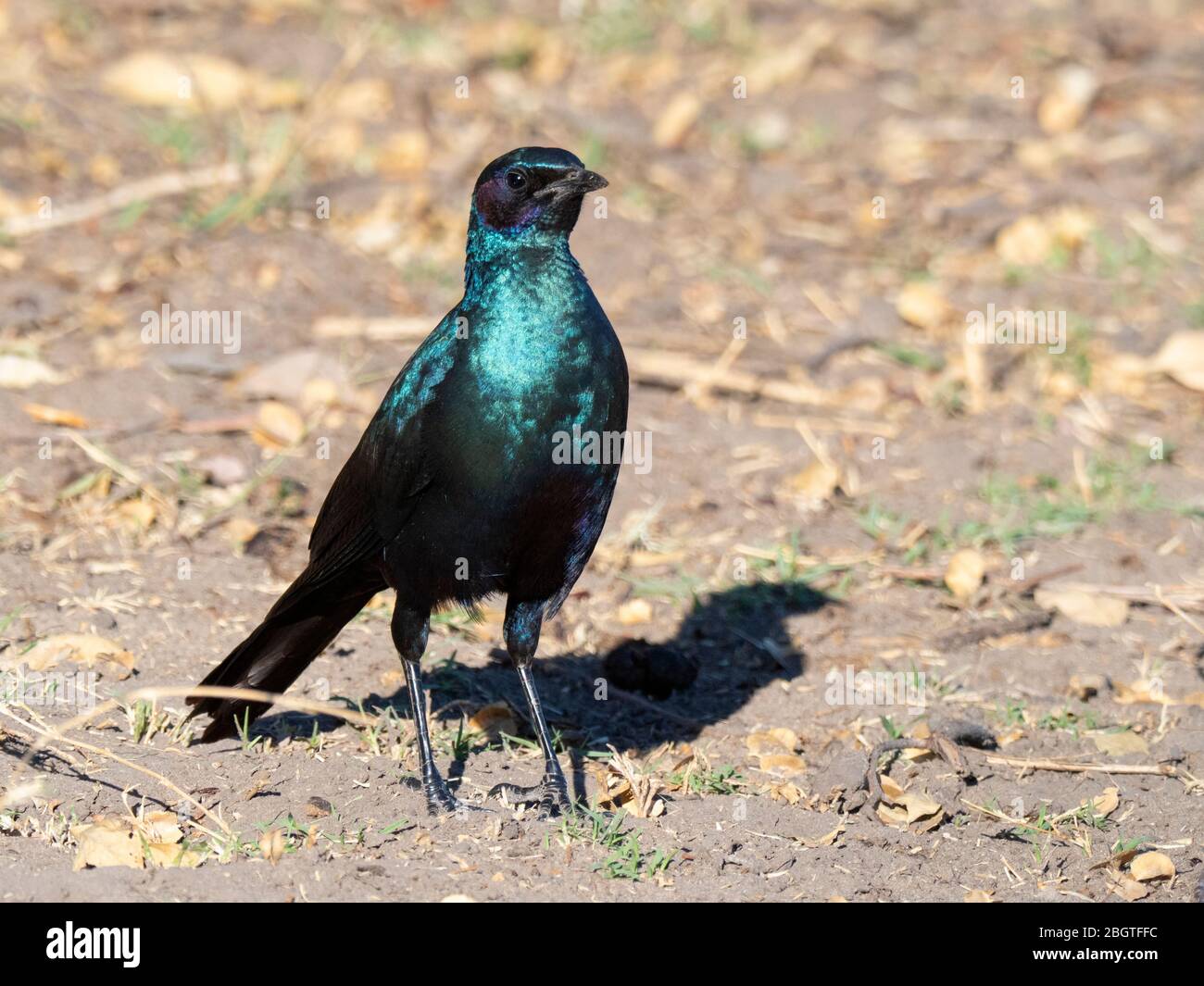 Erwachsener Burchell-Star, Lamprotornis australis, im Chobe-Nationalpark, Botswana, Südafrika. Stockfoto