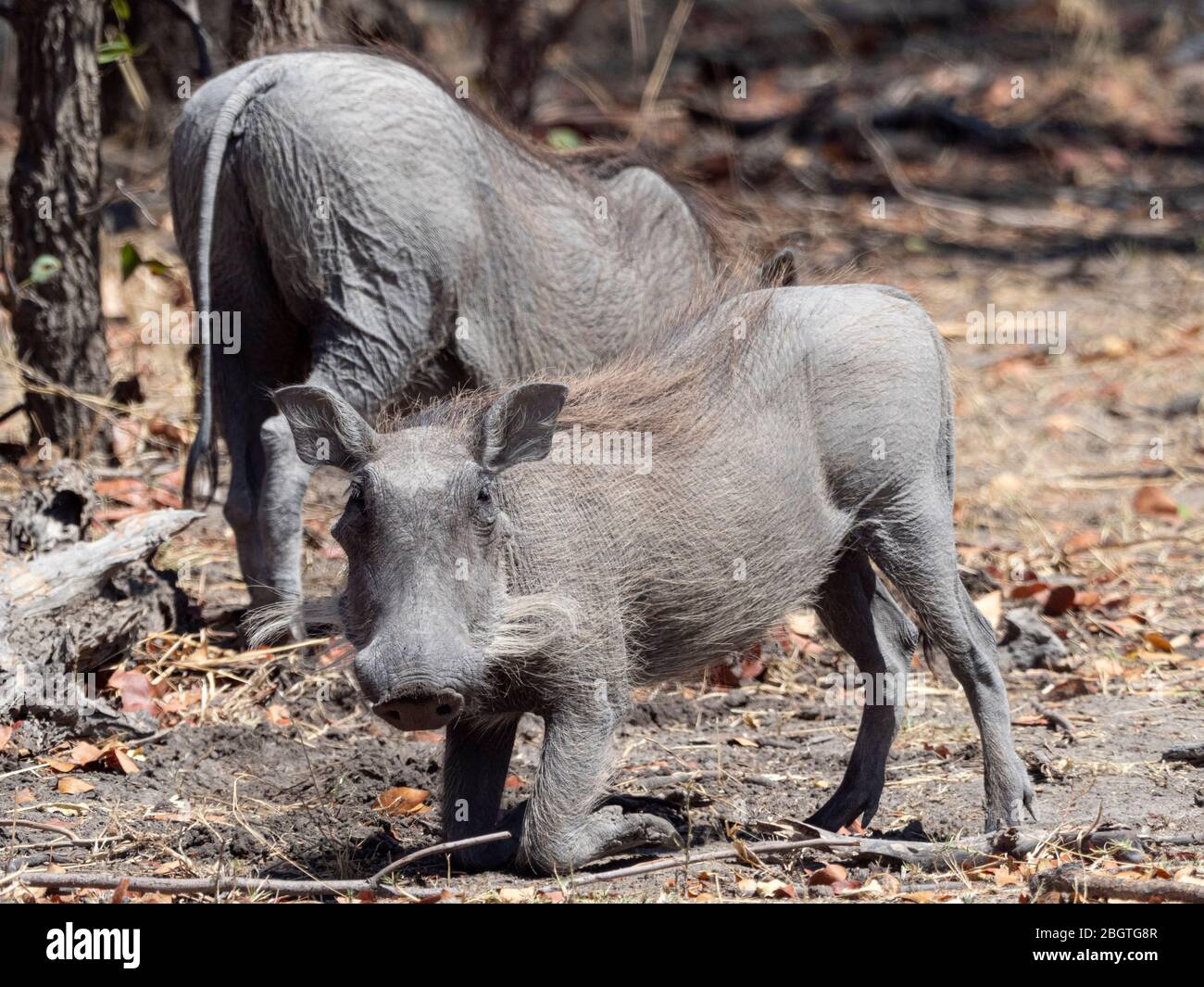 Erwachsene Weibchen Warzenschwein, Phacochoerus africanus, im Chobe National Park, Botswana, Südafrika. Stockfoto