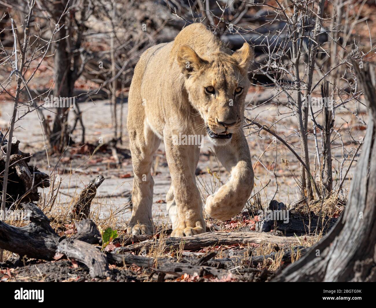 Eine Erwachsene Löwin, Panthera leo, auf der Reise im Chobe National Park, Botswana, Südafrika. Stockfoto