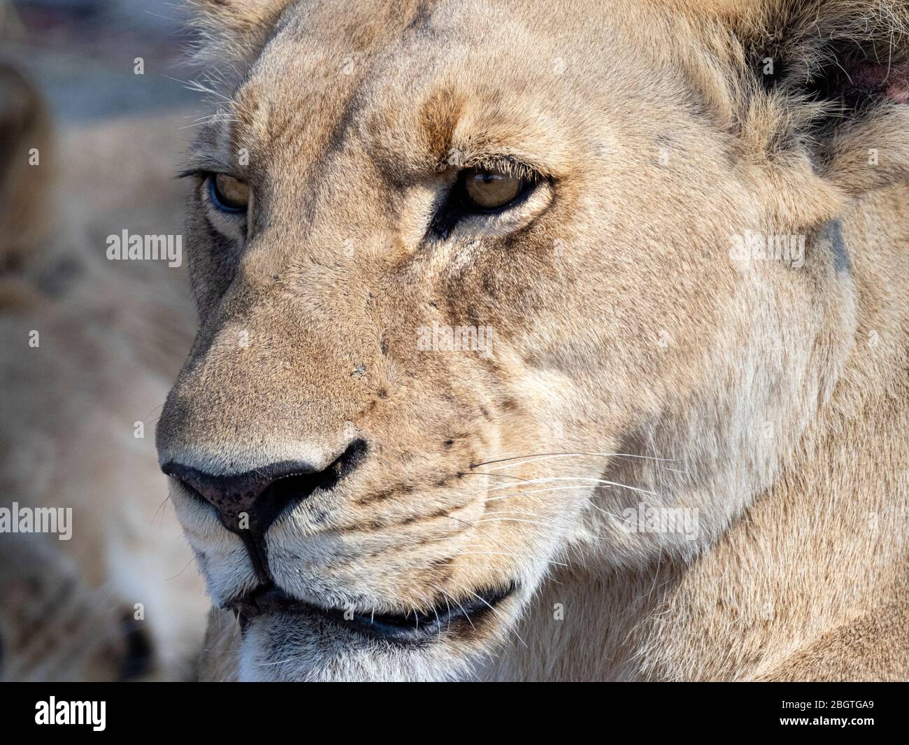 Eine Erwachsene Löwin, Panthera leo, Kopf Detail in Chobe National Park, Botswana, Südafrika. Stockfoto