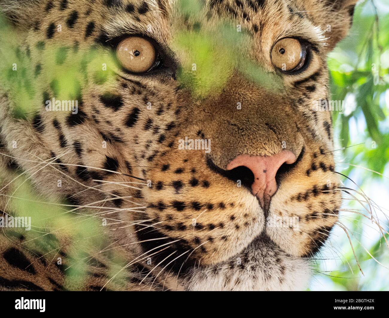 Ein ausgewachsener Leopard, Panthera pardus, oben in einem Baum im Chobe National Park, Botswana. Stockfoto