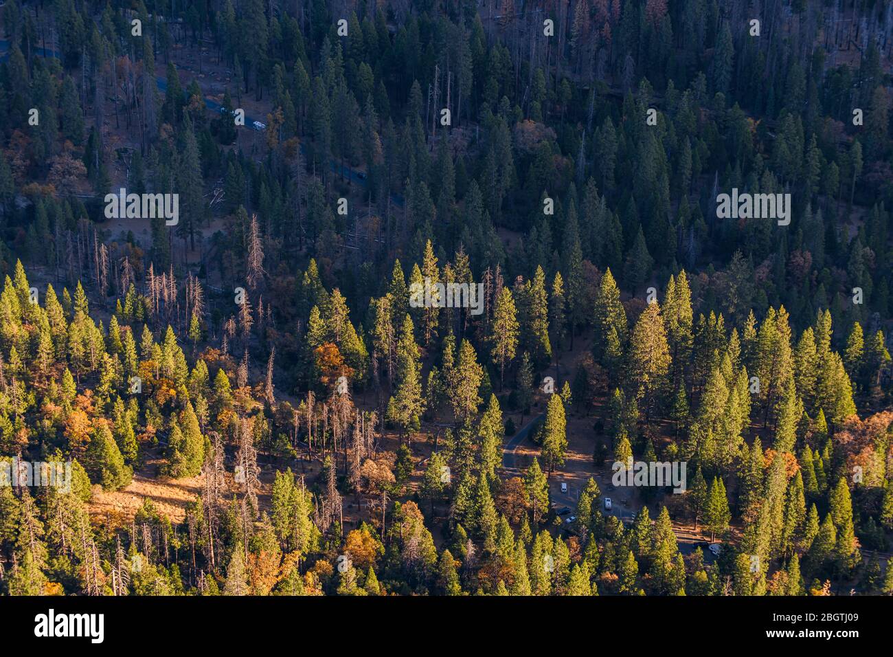Blick auf den Yosemite Valley Wald vom Sonnenaufgang über dem goldenen Licht Stockfoto
