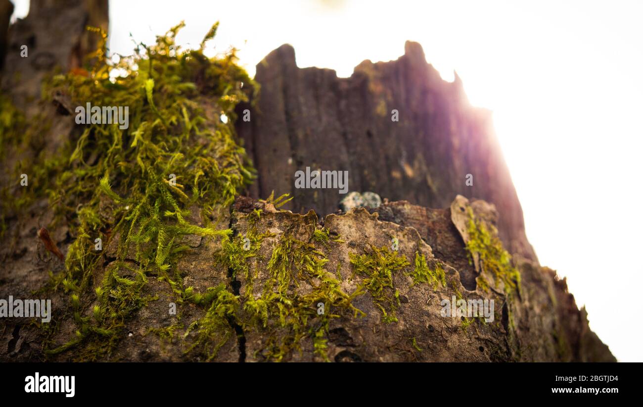 Moosiger Baumstumpf mit Sonnenflair mitten am Nachmittag Stockfoto