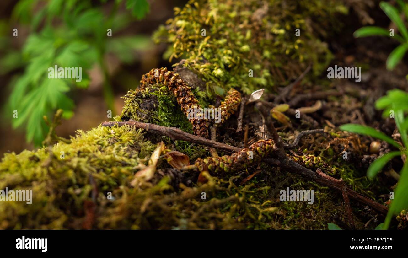Trockene Alnus serrulata Samen auf einer Baumwurzel mit grünem Moos auf dem Waldboden. Hintergrund Frühling Stockfoto