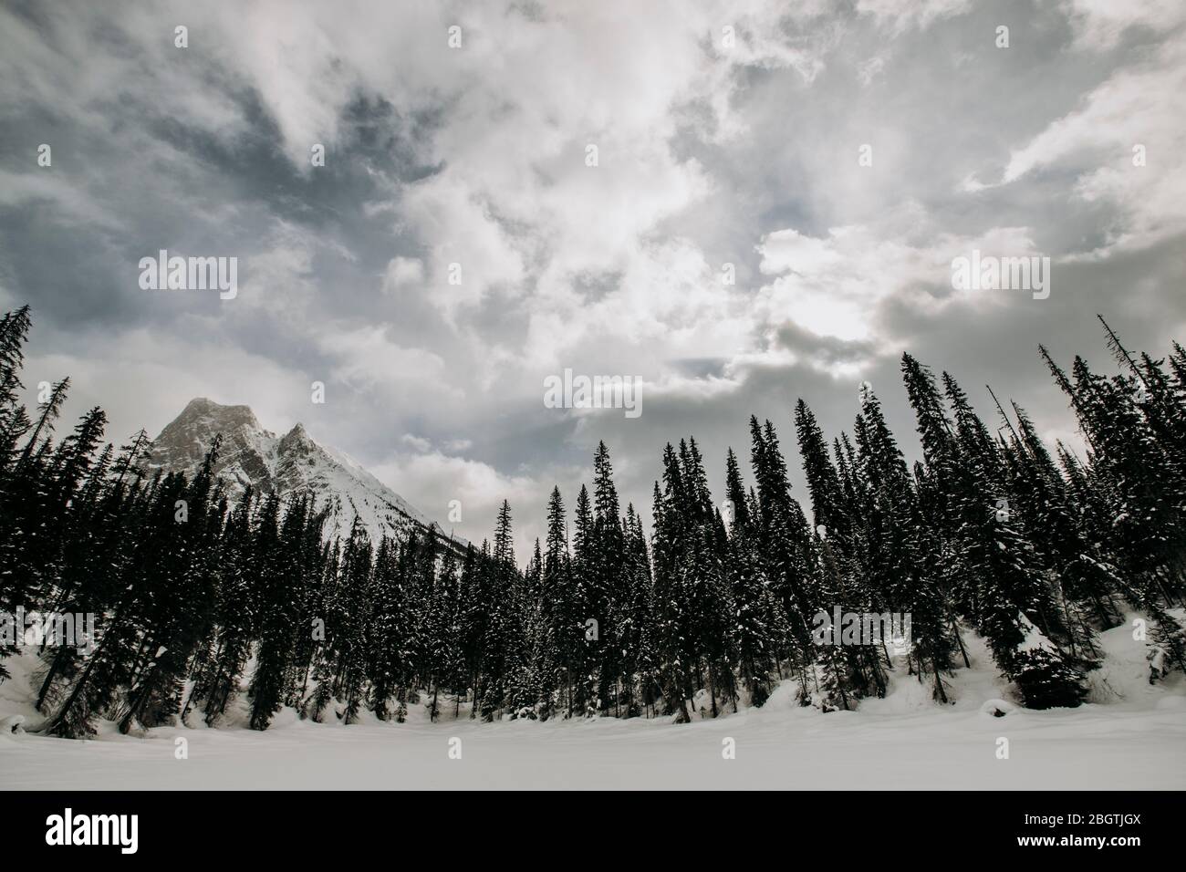 Gefrorener See umgeben von Pinienwald und Berg Emerald Lake, BC Stockfoto