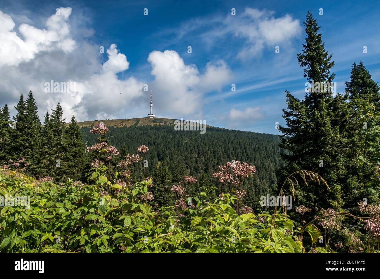 Praděd, der höchste Punkt (1491 m) von Hrubý Jeseník in der Tschechischen Republik Stockfoto