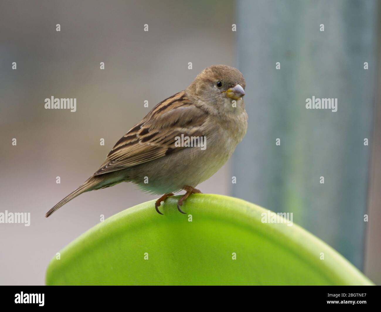 Porträt eines Sperling auf der Rückseite eines grünen Stuhls Stockfoto