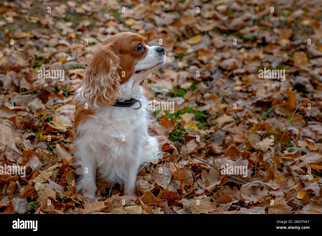 Cavalier King Charles Spaniel Hund sitzt in den Blättern und schaut zur Seite Stockfoto