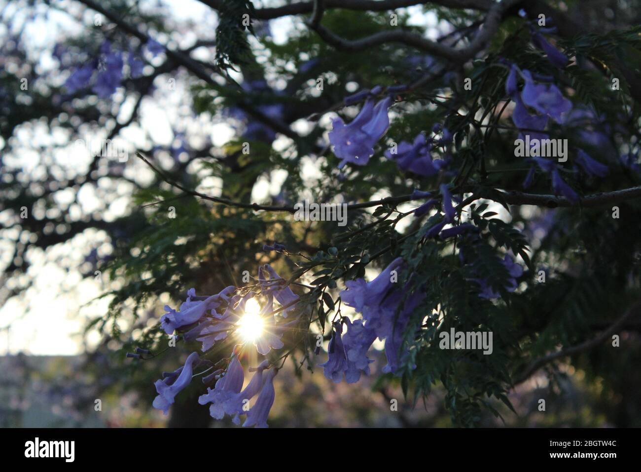 Baum der lila Blumen bei Sonnenuntergang Stockfoto