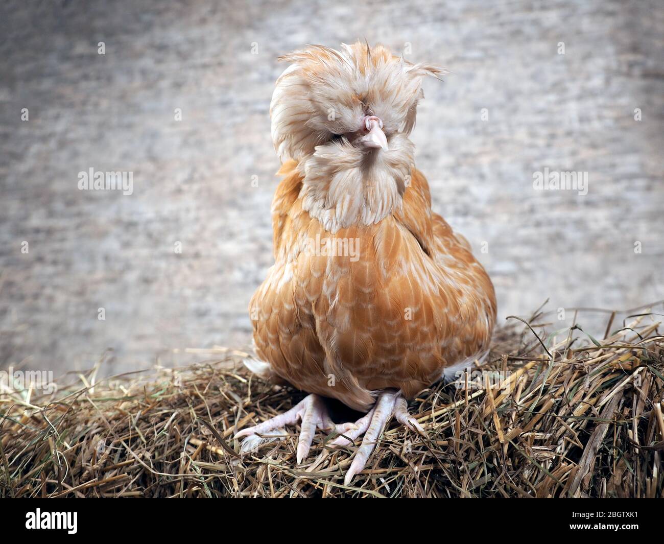 Seltene exotische Hühner mit großen Federn auf dem Kopf Stockfotografie -  Alamy