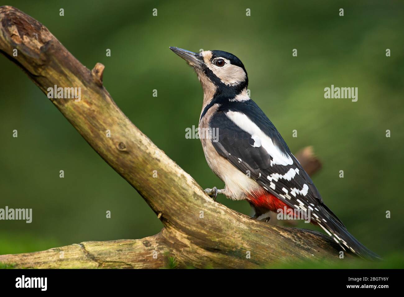 Buntspecht Stockfoto