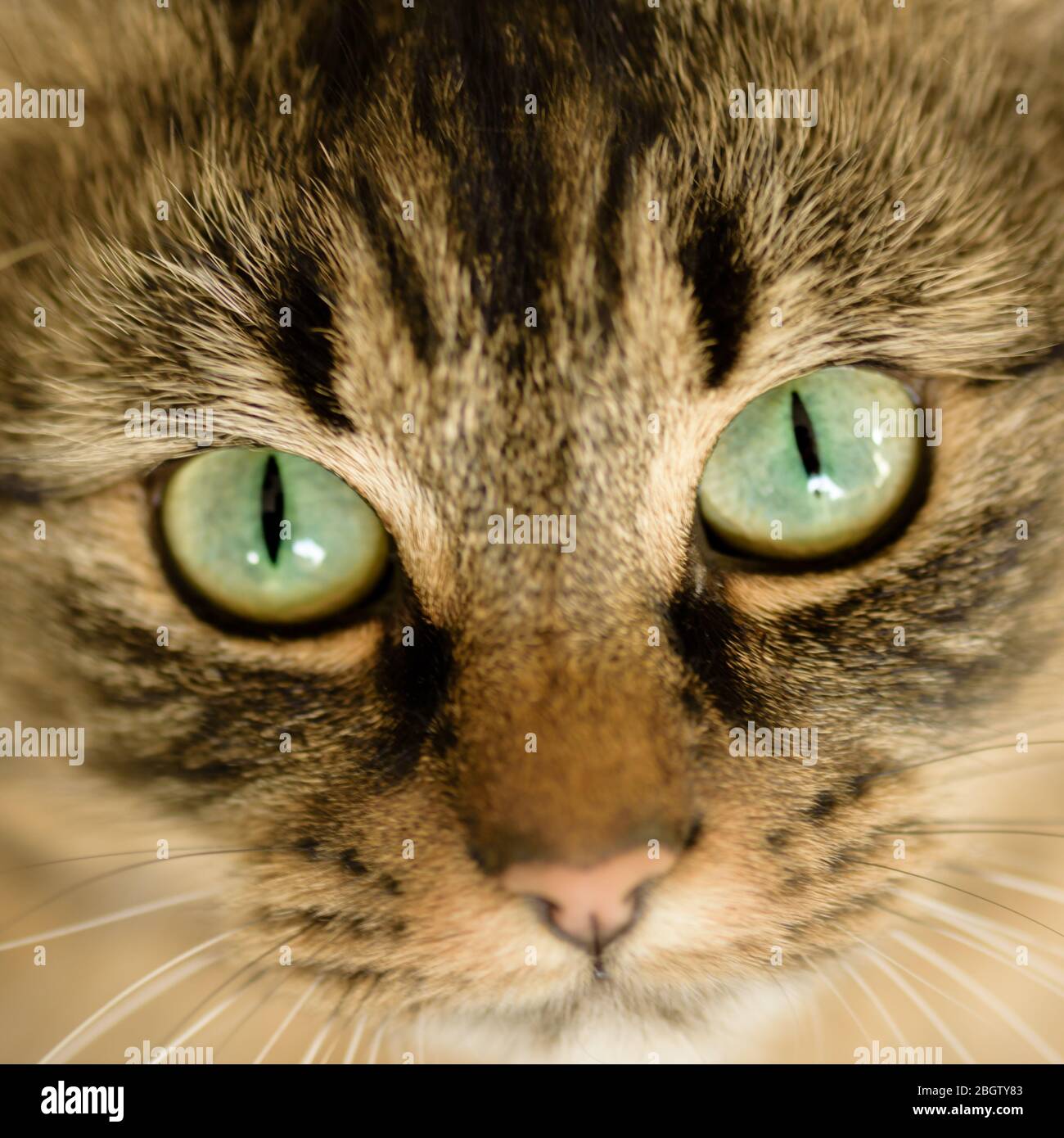 Tabby Katze Gesicht Nahaufnahme, grüne Augen-Februar, 2016 Stockfoto