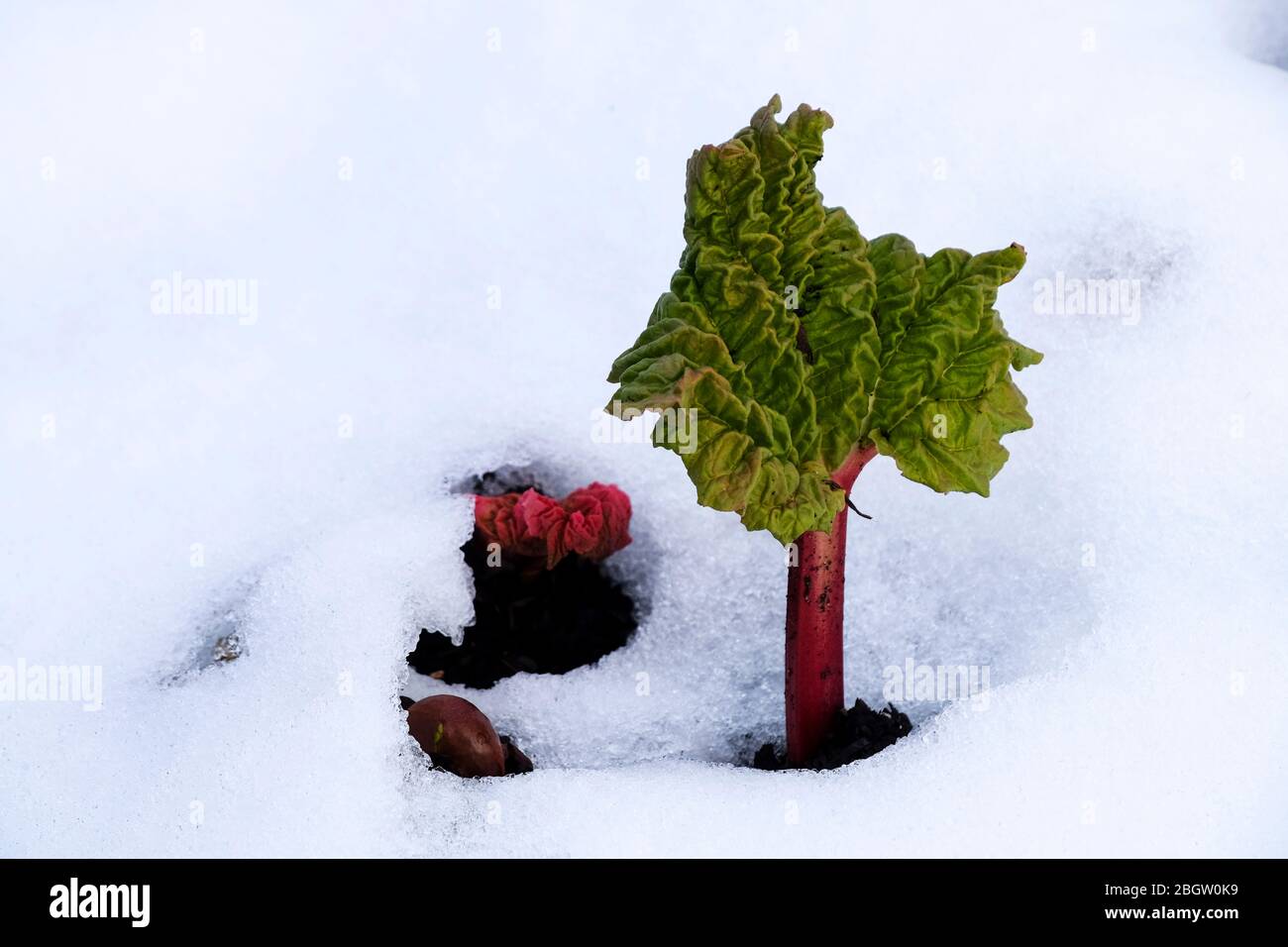 Ein neues Rhabarberblatt, das durch Schnee wächst. Stockfoto