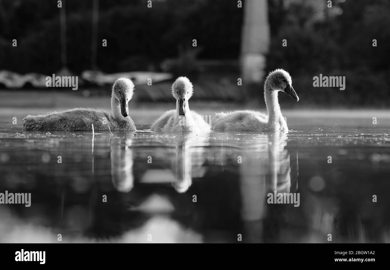 Drei Cygnets mit Reflexionen-mono- Whitlingham, Juli 2016 Stockfoto