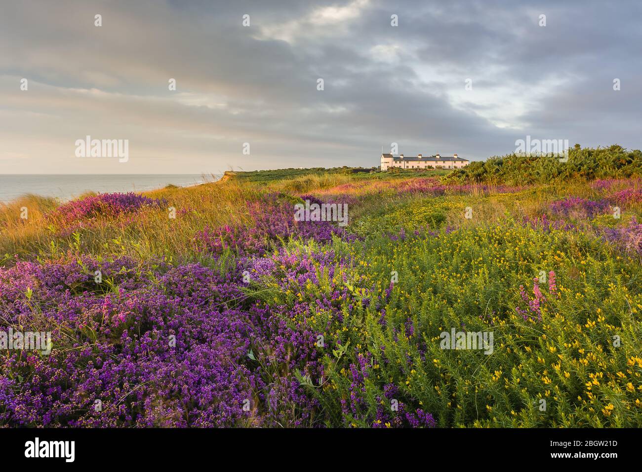 Dunwich Heide Heidekraut vi. Mit Küstenwache Hütten- Dunwich, August 2016 Stockfoto