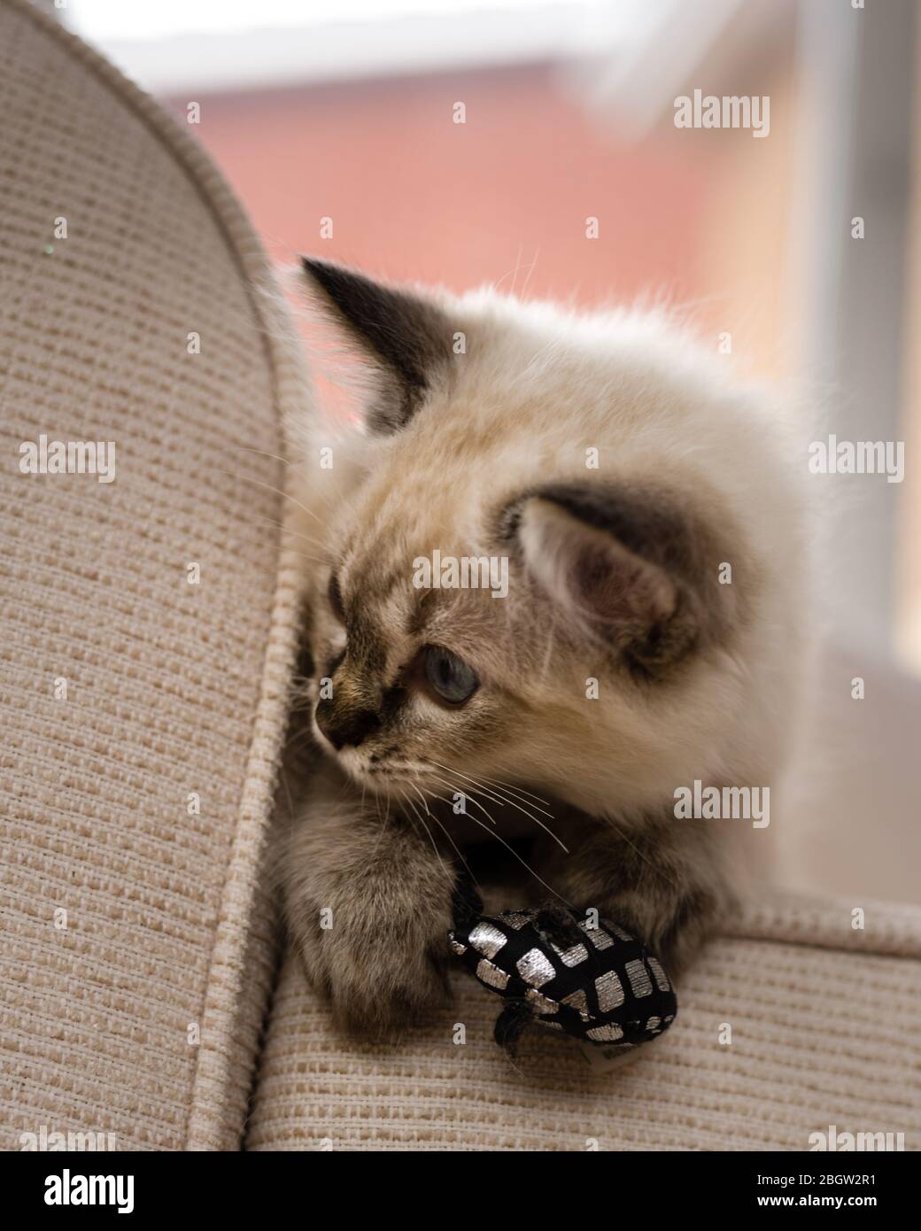 Blau spitz Ragdoll Kätzchen zu Hause - September 2016 Stockfoto