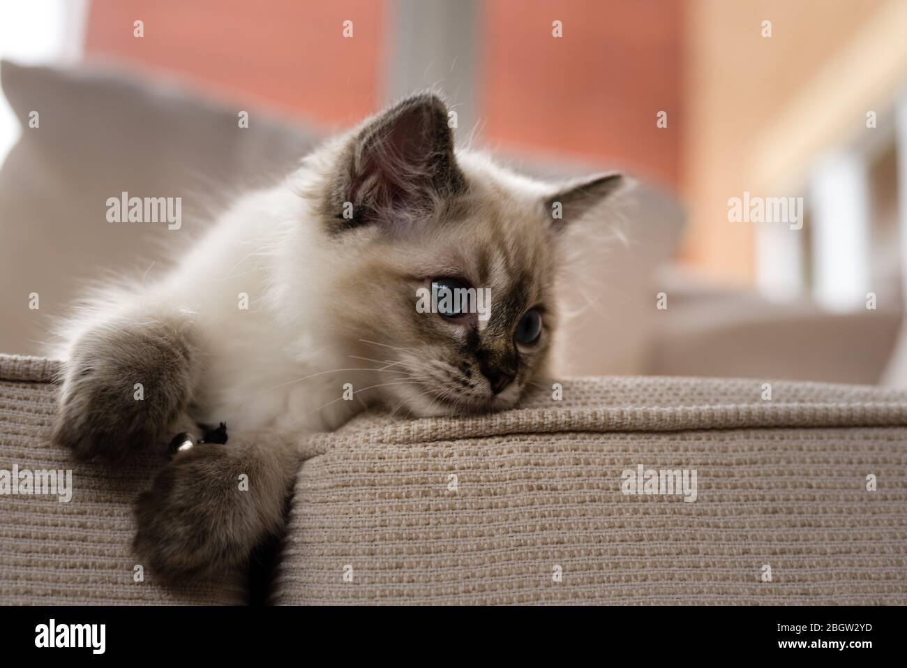 Blau spitz Ragdoll Kätzchen zu Hause - September 2016 Stockfoto
