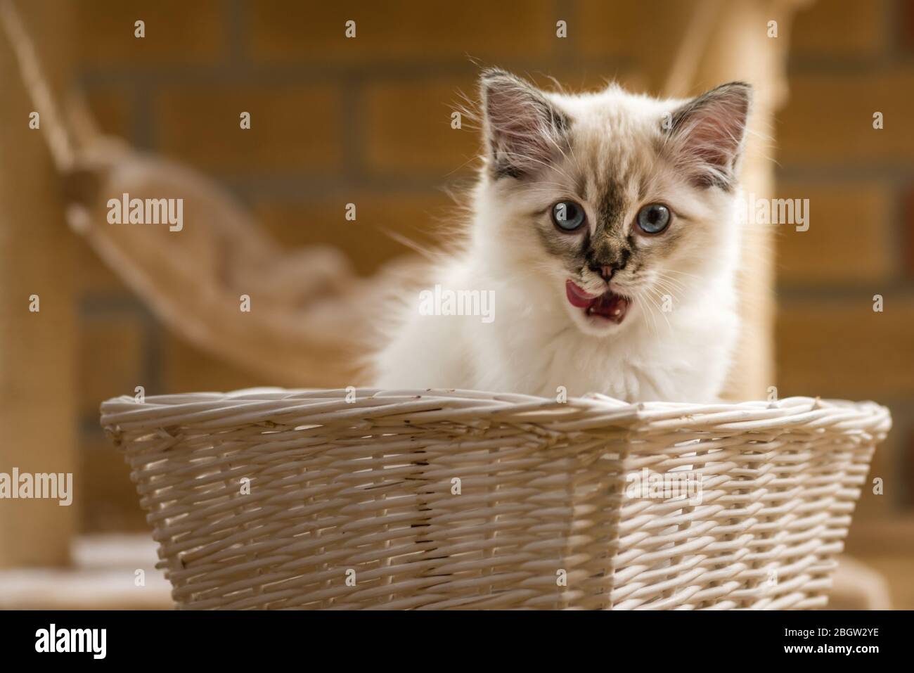Blau spitz Ragdoll Kätzchen zu Hause - September 2016 Stockfoto